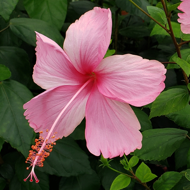 Dainty Pink Hibiscus, La France Hibiscus, Hibiscus rosa-sinensis 'Dainty Pink'
